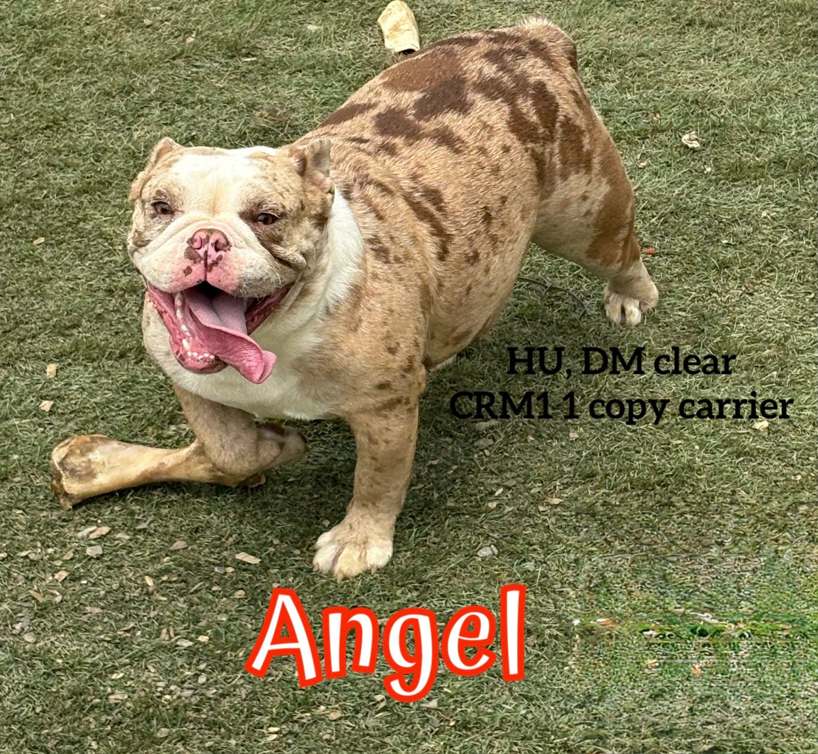 Female English bulldog